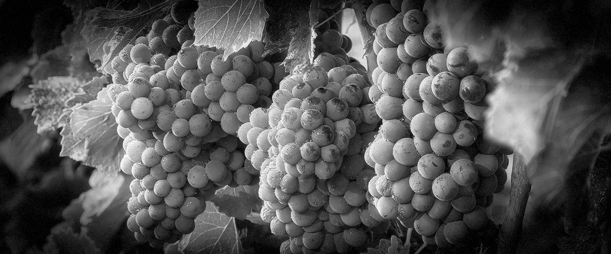 2Hawk Vineyard and Winery Grapes on the Vine (Grayscale)