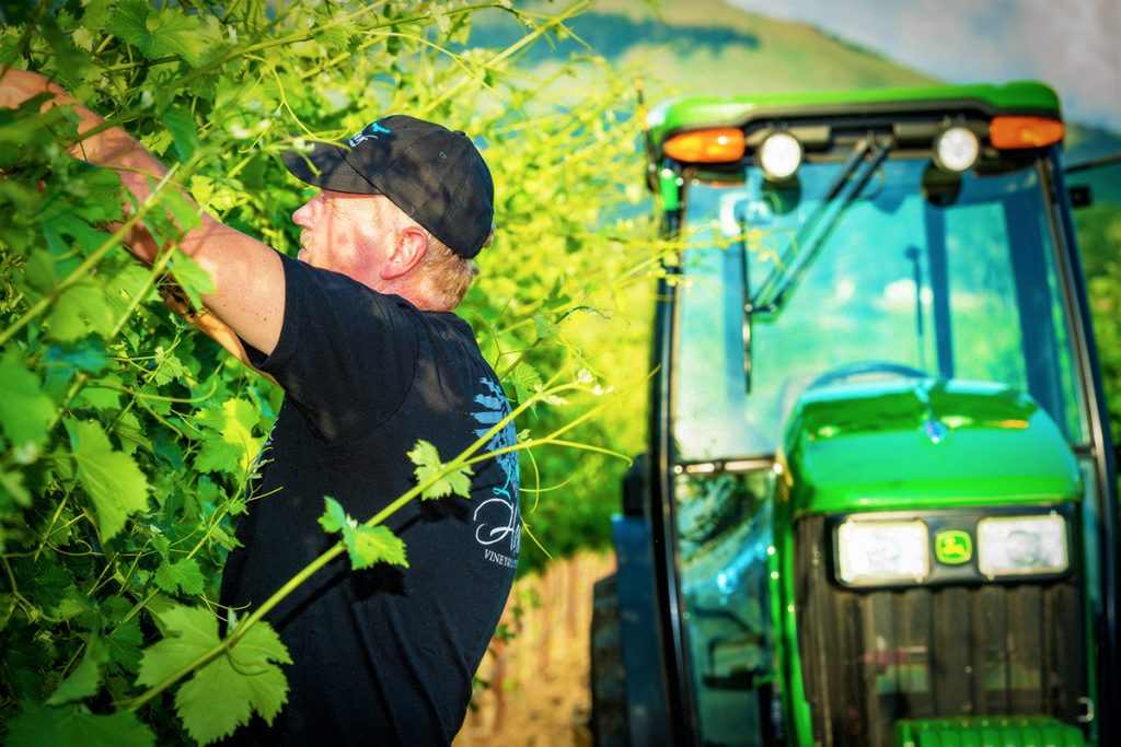 Owner Ross Allen Picking Grapes in 2Hawk Vineyard