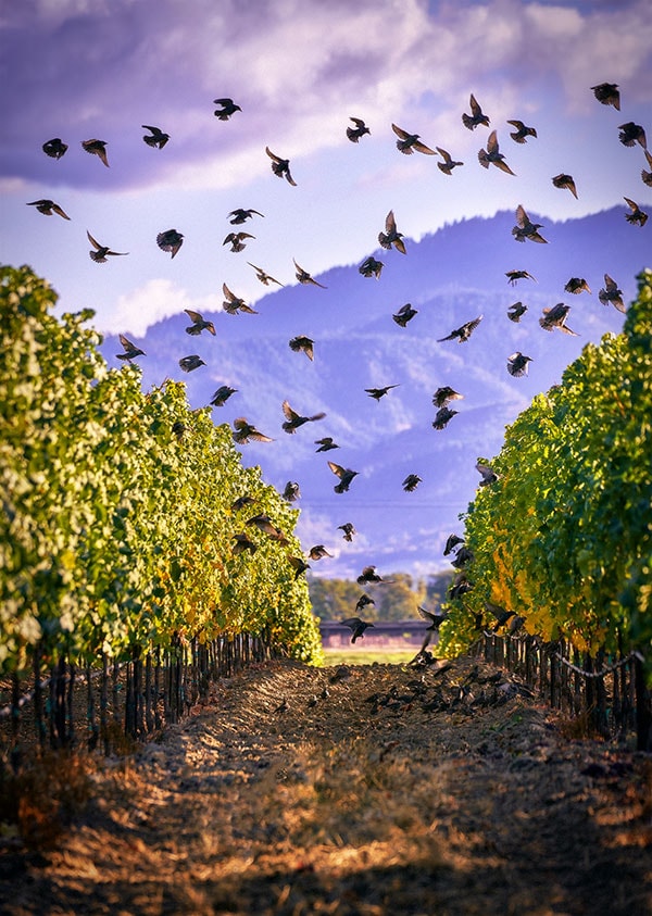 2Hawk Vineyard and Winery Starlings in the Vineyard