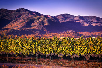 2Hawk Vineyard and Winery Vineyard with Purple Mountains
