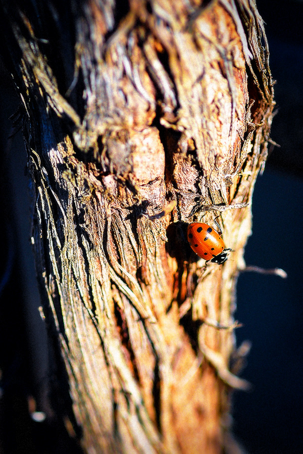 Ladybug on Tree Bark at 2Hawk Vineyard