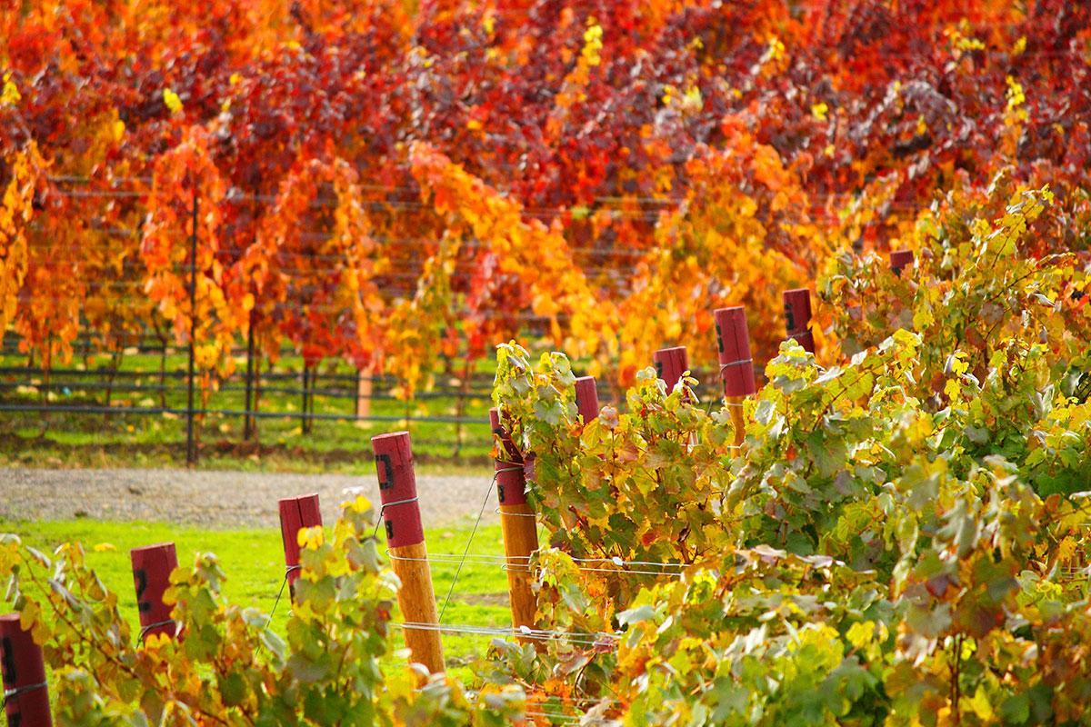 2Hawk Vineyard and Winery Autumn Colors