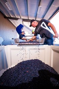 2Hawk Vineyard and Winery Quality Control Grapes