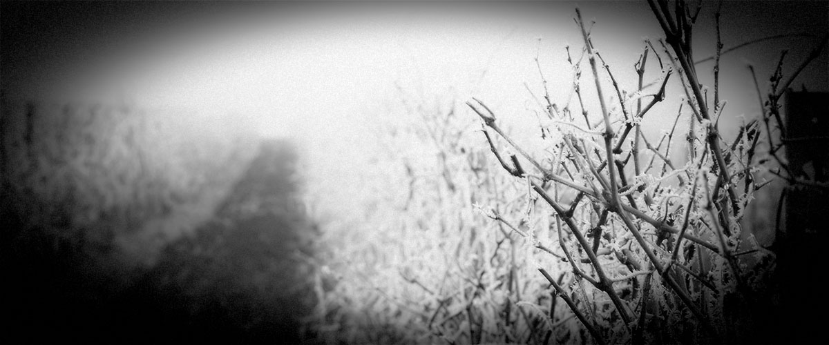 Winter Vineyard Scene (Grayscale)