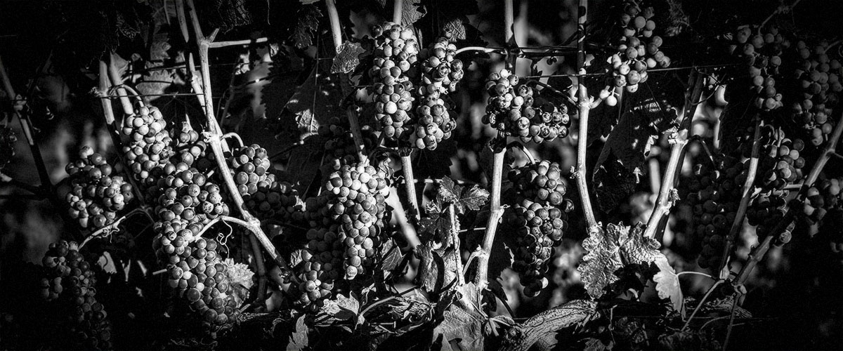 2Hawk Vineyard and Winery Grapes on the Vine in Sunlit Vineyard (Grayscale)