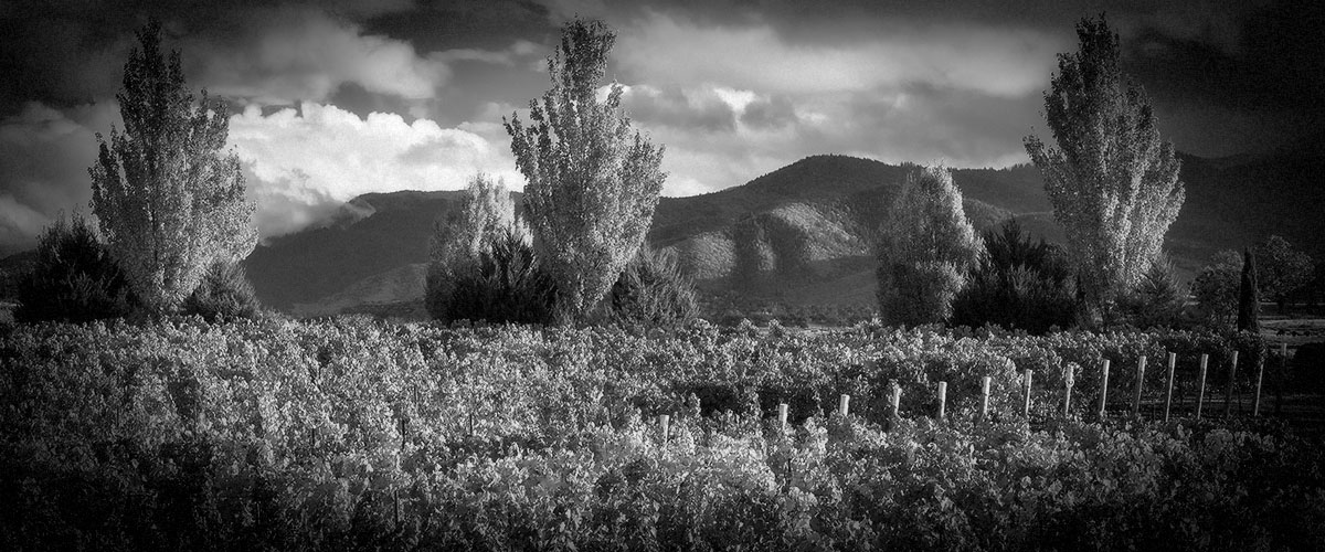 2Hawk Vineyard and Winery Grape Pressing During Winemaking (Grayscale)