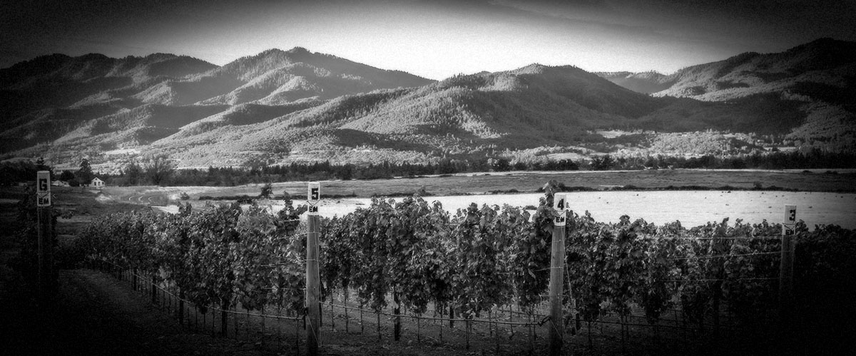 2Hawk Vineyard and Winery Golden Vineyard (Grayscale)