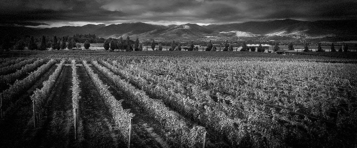 2Hawk Vineyard and Winery Vineyard, Mountains, and Clouds (Grayscale)