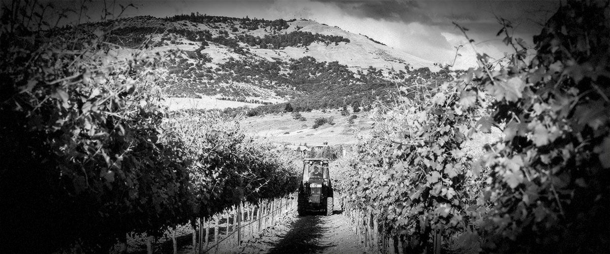 2Hawk Vineyard and Winery Tractor in Vineyard (Grayscale)