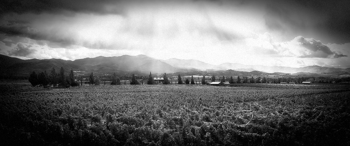 Purple Mountains Majesty at 2Hawk Vineyard and Winery Vineyard (Grayscale)