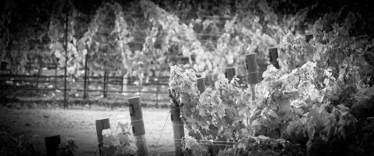 2Hawk Vineyard and Winery Autumn Colors (Grayscale)