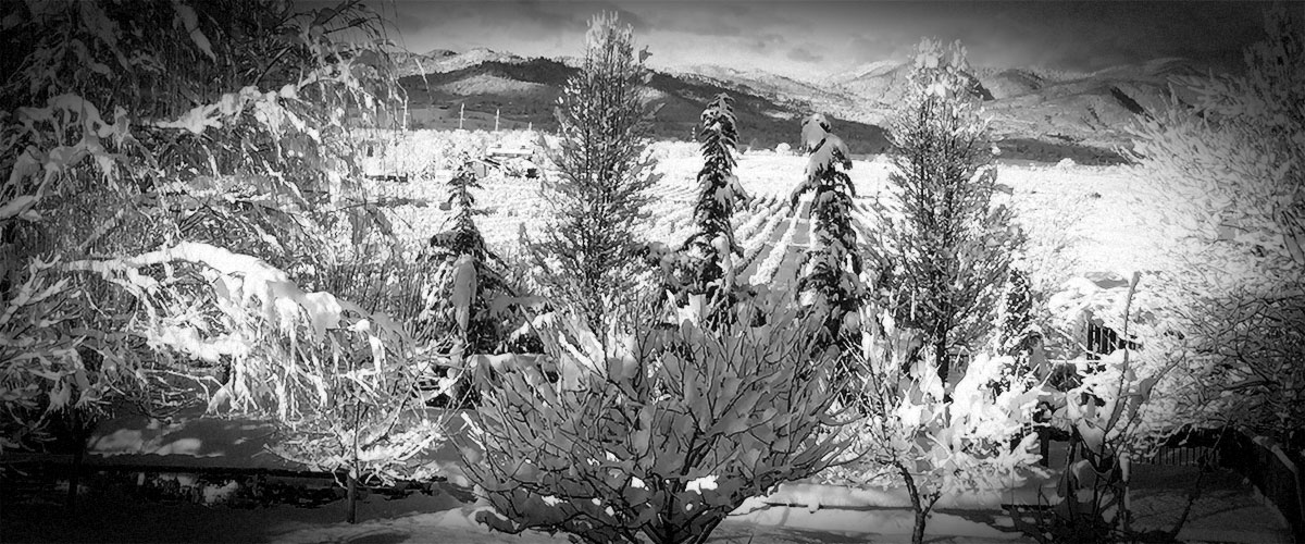 Snowy Vineyard Trees Mountains (Grayscale)