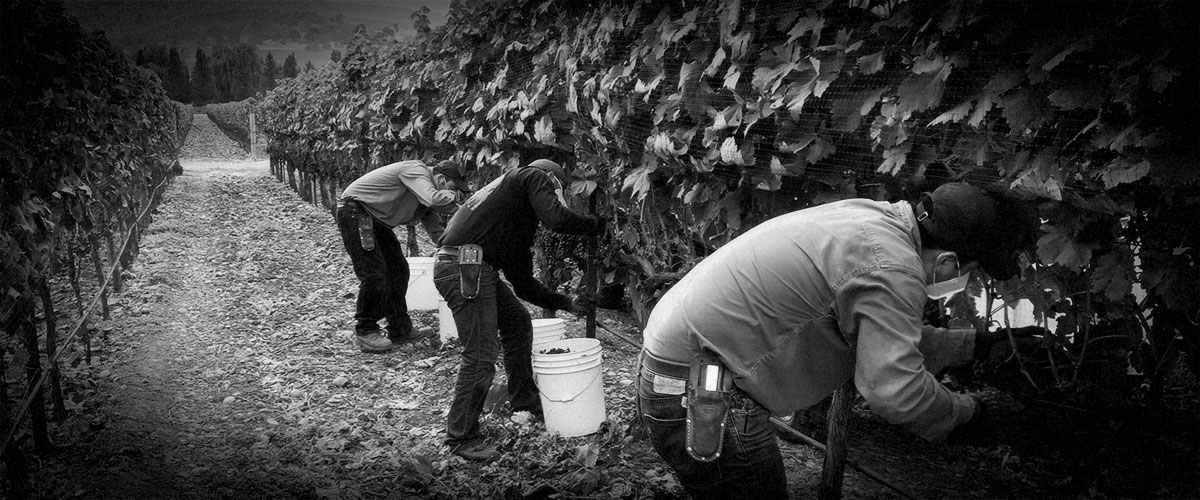 2Hawk Vineyard and Winery Fall 2020 Harvest (Grayscale)