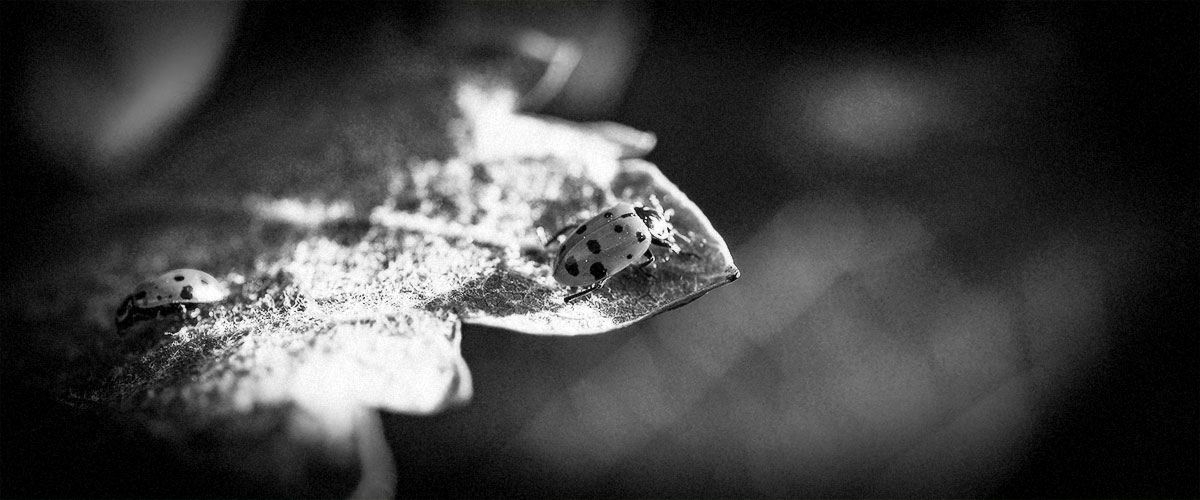 2Hawk Vineyard and Winery Ladybugs on Grapevine Leaves (Grayscale)
