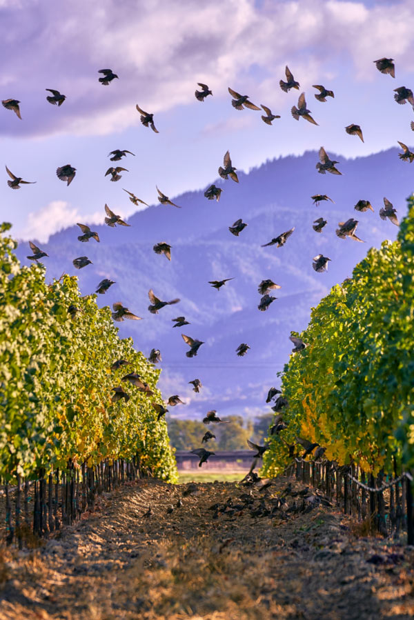 2Hawk Vineyard and Winery Birds Gleaning the Rows, as Seen from the Tasting Room